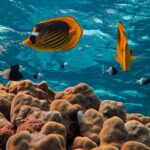 Consejos y trucos para mejorar la precisión en pesca con mosca en agua salada