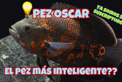 Pez Oscar en primer plano con piel oscura y manchas naranjas y texto promocional dG22datMEWI