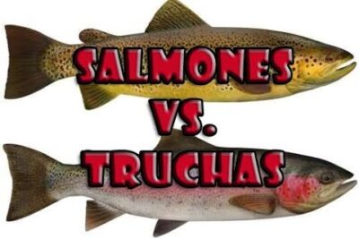 Ilustración comparativa de salmones y truchas con texto destacado 'Salmones vs. Truchas' dJpaeyCXXDI.