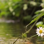 Destinos de pesca en kayak de agua dulce: Guía completa