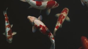 Carpas koi rojas y blancas nadando en agua oscura, destinos pesca mosca agua salada america norte
