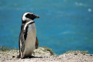 Pingüino sobre un acantilado rocoso frente al mar azul, evocando paisajes de destinos pesca mosca agua salada argentina.