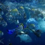 Destinos de pesca con mosca en agua salada en el Caribe
