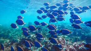 Bancada de peces azules y arrecife en aguas cristalinas, ideal para destinos pesca mosca agua salada pacifico.