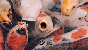 Grupo de peces koi multicolores en la superficie del estanque, destinos populares pesca mosca agua salada chile