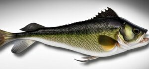 Ilustración realista de un bass con escamas verdes y aletas oscuras que ilustra diferencias entre bass agua dulce salada cual elegir