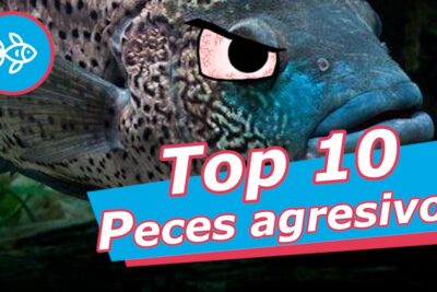 Primer plano de un pez grande y moteado con texto 'Top 10 Peces agresivos' eFfGPL0W Fk