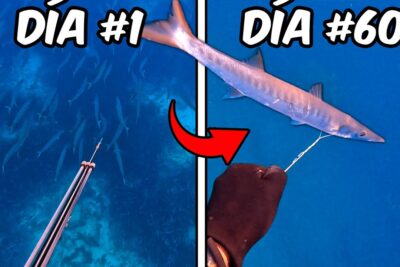 Comparativa de pesca submarina ebSBuLKNceo con arpón apuntando a un banco de peces y mano con captura bajo el agua