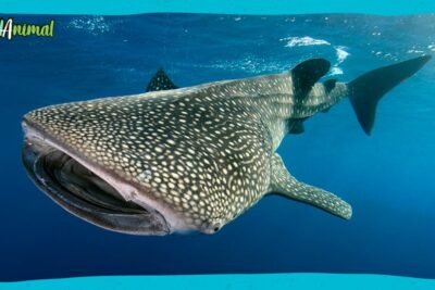 Tiburón ballena ebqqFblDnsA nadando con la boca abierta y manchas blancas sobre fondo marino