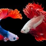 Especies más grandes en pesca en hielo en lagos de montaña