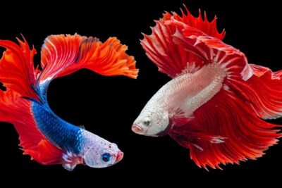 Dos peces betta de vivos colores y colas extensas sobre fondo negro, especies grandes pesca hielo lagos montana