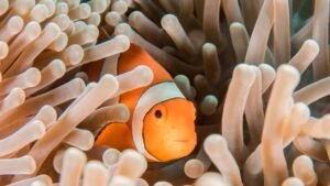 especies pesca senuelos artificiales otono guia completa