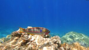 Pez colorido nadando sobre arrecife en agua azul para evitar peces escapen senuelos artificiales