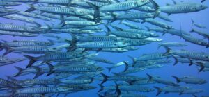 Banco denso de peces pelágicos nadando en azul profundo, recurso visual para evitar sobrepesca acuicultura guia completa