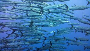 Banco denso de peces pelágicos nadando en azul profundo, recurso visual para evitar sobrepesca acuicultura guia completa