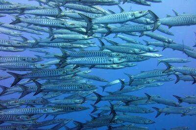 Una imagen que muestra a un grupo de peces nadando libremente en un entorno acuático controlado y sostenible