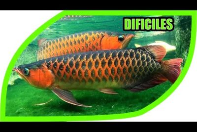 Dos arowanas rojizas nadando en un acuario de fondo verde fLh6oNZZzFg