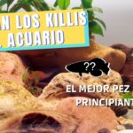 Descubre todo sobre el pez con menos killeen