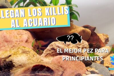 Acuario con rocas, plantas y banner 'Llegan los killis' junto a una silueta de pez fOcRBVk23IE