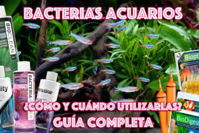 Acuario plantado con cardumen de neones y varios envases de bacterias para acuarios fQqYPYTNyMc