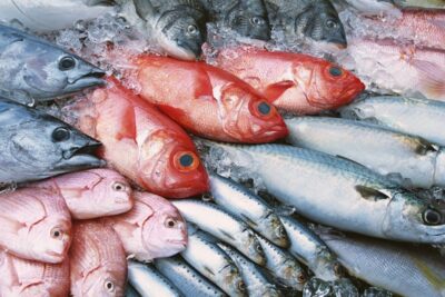 Pescados de distintas especies y colores sobre hielo en un mostrador del mercado, fadNzXDB pU.