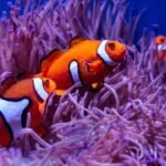 Guía y consejos para la pesca en hielo en ríos: 5 especies populares
