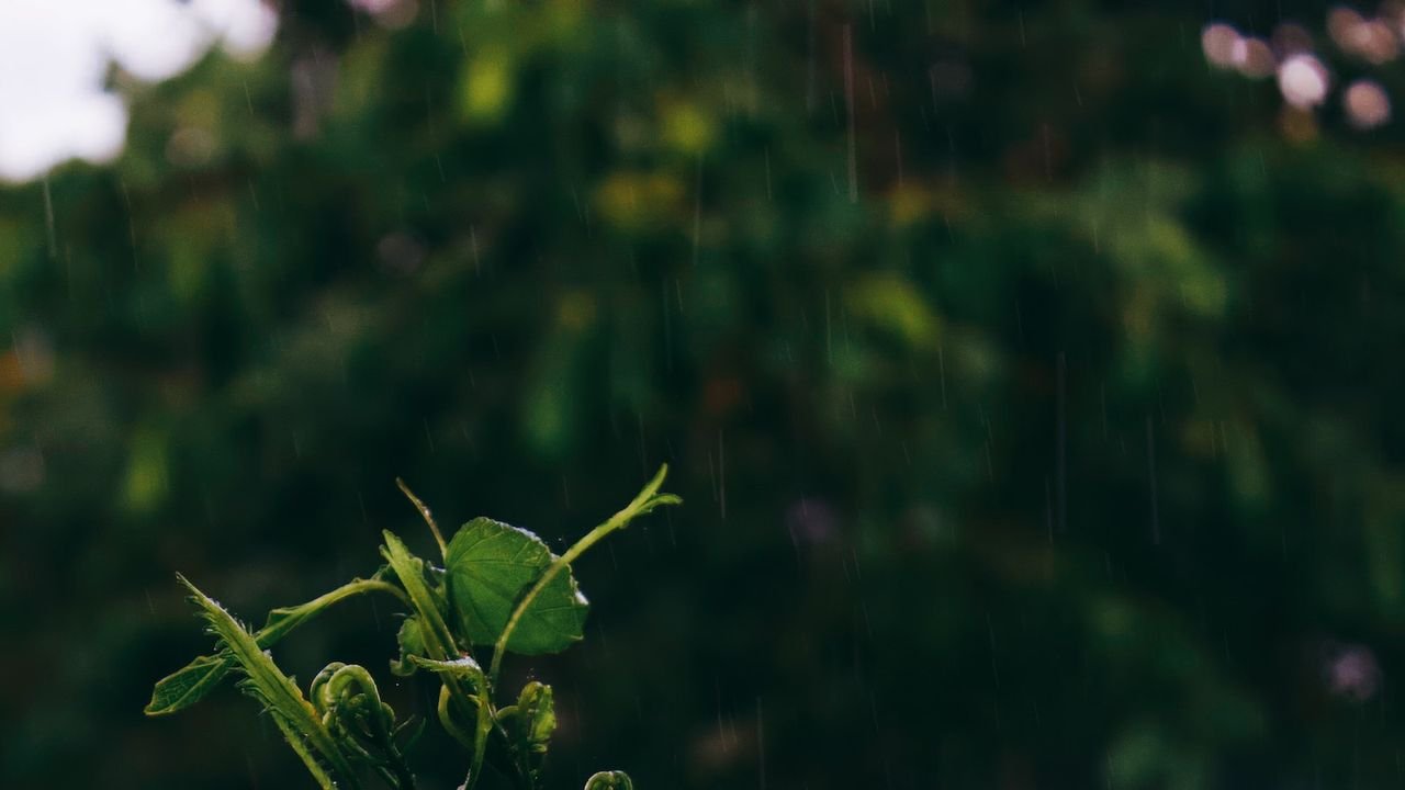 guia elegir mejor cana mosca agua salada