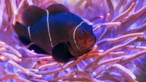 Pez tropical oscuro entre tentáculos de anémona morada, imagen para guia pesca senuelos artificiales lagos temporada