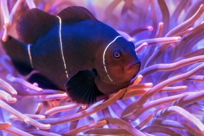 guia pesca senuelos artificiales lagos temporada