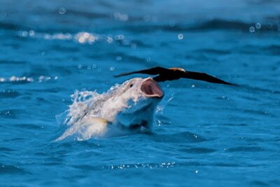 Tiburón emergiendo con la boca abierta intentando atrapar un ave sobre el mar h4pxLHG0Wzs