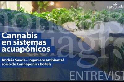 Cartel de entrevista sobre cannabis en sistemas acuapónicos con plantas en contenedores y logo editorial, hCeS8DLteUQ.