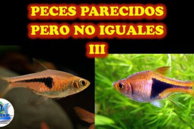 Dos peces ornamentales con distintiva mancha negra en el costado y fondos contrastantes hJSg5VaM07M