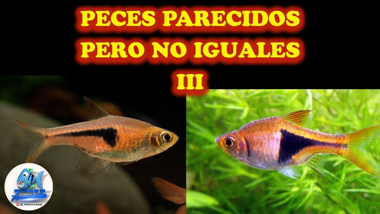 hJSg5VaM07M