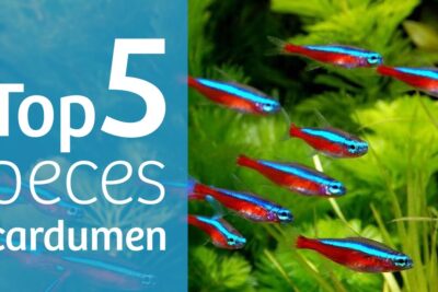 Cardumen de tetras neón rojo y azul nadando entre plantas verdes hWXNkZX U8g