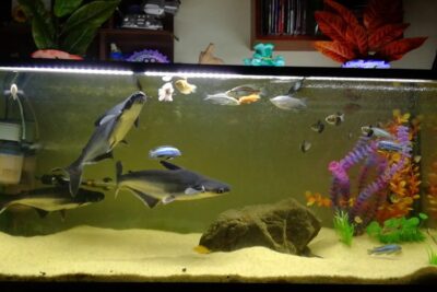 Tanque de acuario hk6EIbeFvG0 con varios peces, roca, sustrato de arena y plantas decorativas