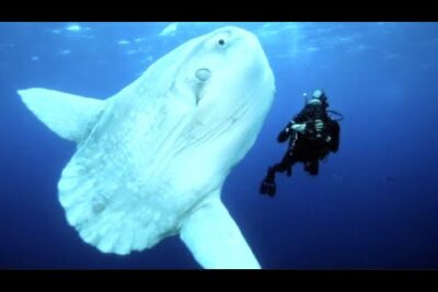 Buzo junto a un pez luna blanco gigante en aguas profundas iHCP1zKt0LY