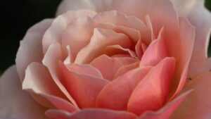 Rosa melocotón en primer plano con pétalos suaves y capas entrelazadas mostrando impacto acuicultura ecosistemas marinos