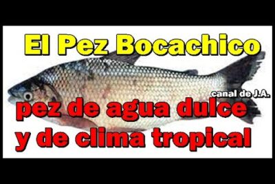 Pez bocachico plateado con texto promocional sobre pez de agua dulce y clima tropical jRf0kAZavrU.