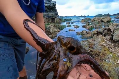 Persona con camiseta azul sostiene un pulpo sobre su antebrazo entre rocas y piscinas de marea jcy NlKNK6U.
