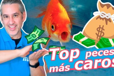 Hombre sonriente junto a un pez dorado y símbolos de dinero representando 'k0hDmkCWtfI'.