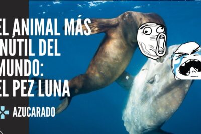 Pez luna y lobo marino con caras de meme sobre fondo marino azul kDsXHMX7sUA
