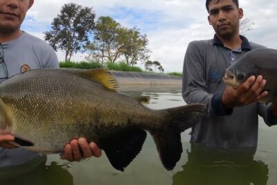 Dos hombres en el agua sosteniendo dos peces grandes frente a un estanque y árboles al fondo