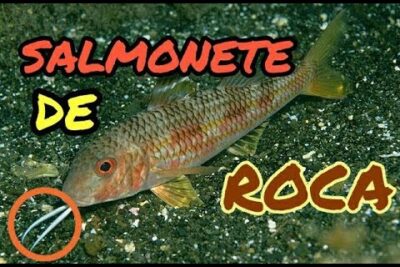 Salmonete de roca sobre substrato arenoso mostrando sus barbillas lTtQNw iHxY.