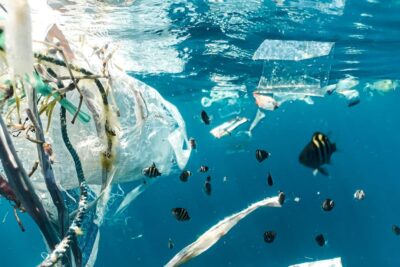 Peces pequeños nadando entre bolsas y redes de plástico que muestran la importancia pesca sostenible seguridad alimentaria.