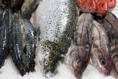 Variedad de pescados frescos colocados sobre hielo listos para la receta pescado fresco pesca hielo.