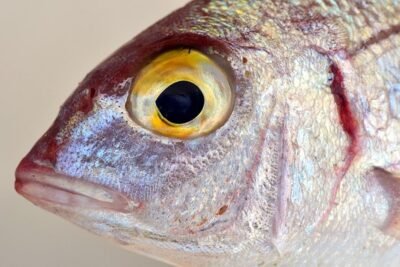 las especies pequenas pescar mosca agua salada