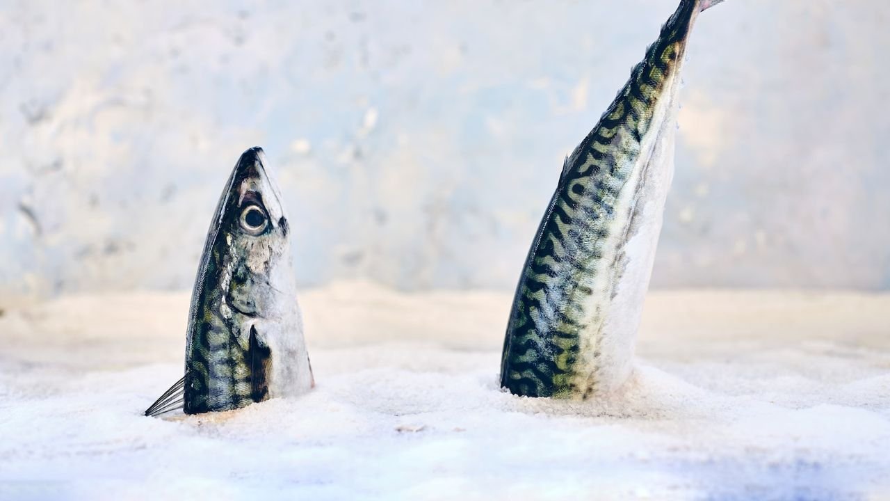 las mejores especies de peces para pescar en hielo en las costas