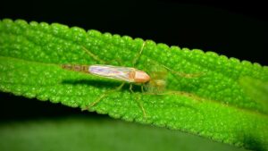 Insecto de cuerpo delgado con antenas plumosas y alas iridiscentes sobre hoja verde, referencia para las mejores moscas pescar permisos agua salada