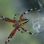 Longitud de línea recomendada para pesca con mosca en agua salada