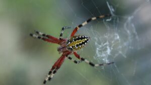 Araña colorida en telaraña con abdomen amarillo y patas rojizas, longitud linea recomendada pesca mosca agua salada